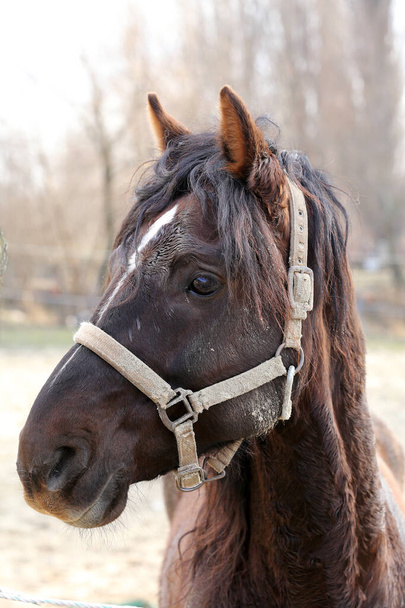 Aikuinen Morgan hevonen seisoo talviaitauksessa lähellä ruokinta-asemaa ja muita hevosia
 - Valokuva, kuva