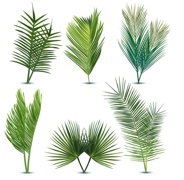 Duża kolekcja tropikalnych egzotycznych liści palmowych. Różne tropikalne liście palmy na białym tle. Letni liść. Zestaw ikon. Ilustracja 3D - Zdjęcie, obraz