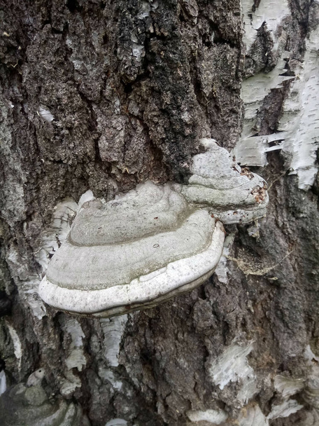 parasitic tinder on the trunk of a dead birch - Photo, Image