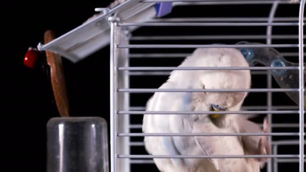 Canary Bird in a Cage - Filmmaterial, Video