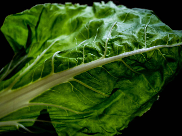 Лист Чарда. Лист Чарда. Съедобный овощ с зеленым листом и белым, мясистым стеблем
. - Фото, изображение