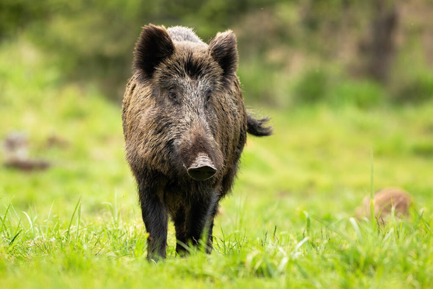 Solitary wild boar wandering on the forest clearing and shaking its tail - Φωτογραφία, εικόνα