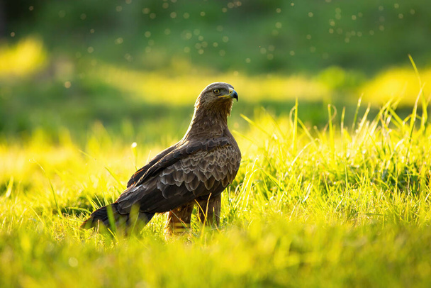 Lesser spotted eagle sitting on the ground in summer at sunset - Photo, Image