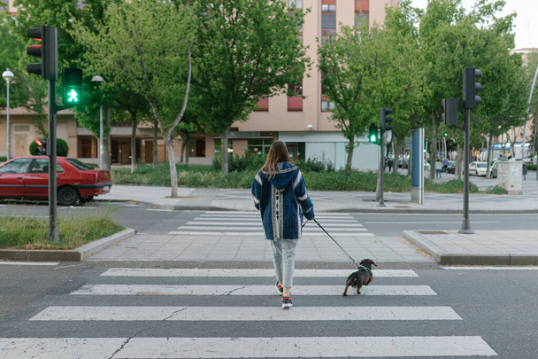 Unrecognizable young adult pretty girl walking the dog alone in a crosswalk - Фото, изображение