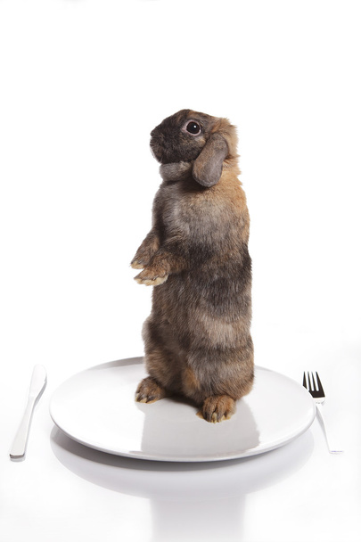 Кролик на тарелке
 - Фото, изображение