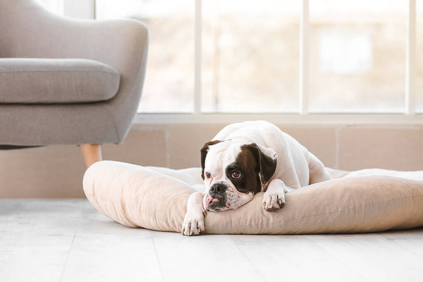 Lindo perro acostado en la cama de mascotas en casa
 - Foto, imagen