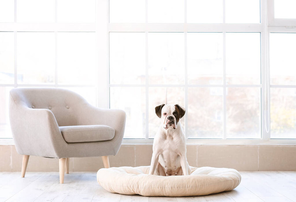 Niedlicher Hund sitzt auf Haustierbett zu Hause - Foto, Bild
