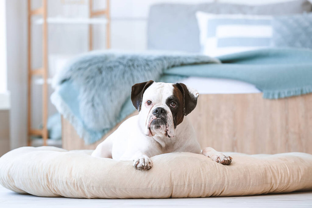 Cute pies leżący na łóżku zwierzaka w domu - Zdjęcie, obraz