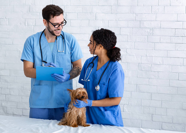 Команда ветеринарної практики зі смішним маленьким пацієнтом у клініці, порожній простір
 - Фото, зображення