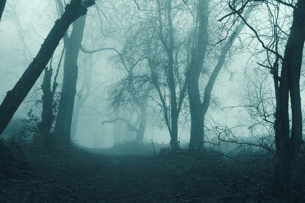 Un concetto di orrore di un percorso attraverso una foresta spettrale in una giornata invernale nebbiosa
 - Foto, immagini