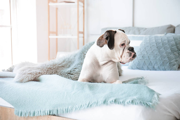 Cute dog lying on bed at home - Фото, изображение