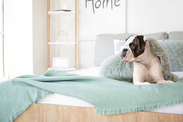 lindo perro acostado en la cama en casa - Foto, imagen