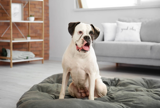 Cute dog sitting on pet bed at home - Фото, зображення