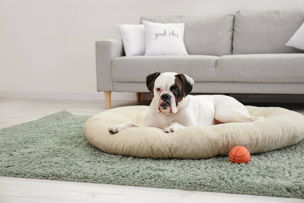 Lindo perro acostado en la cama de mascotas en casa
 - Foto, imagen
