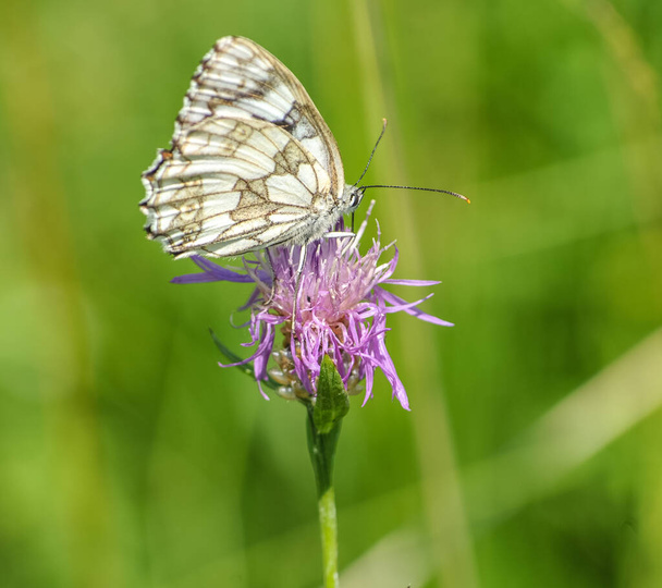 krásný motýl na květině na zeleném pozadí - Fotografie, Obrázek