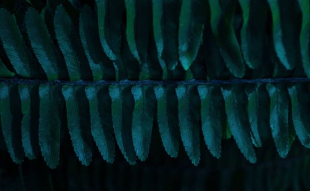 Beautiful fern leaves foliage. Modern natural background. Blue green creative concept. - Photo, Image