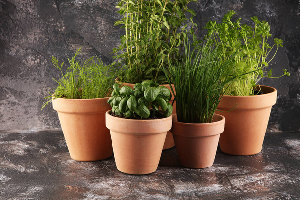 Homegrown and aromatic herbs in old clay pots. Set of culinary herbs. Green growing chives, oregano, dill, basil and parsley - Photo, Image