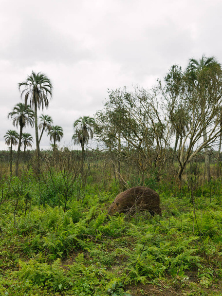zblízka pohled na obřího hlodavce v národním parku Palms v Argentině - Fotografie, Obrázek