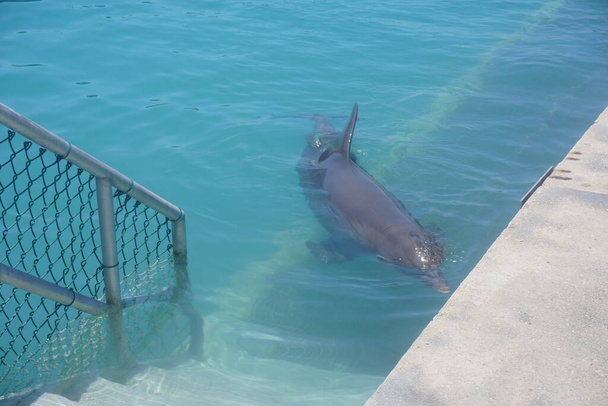 Delfino sull'isola Cayman il 4 giugno 2019 Photo Credit: Marty Jean-Louis
 - Foto, immagini