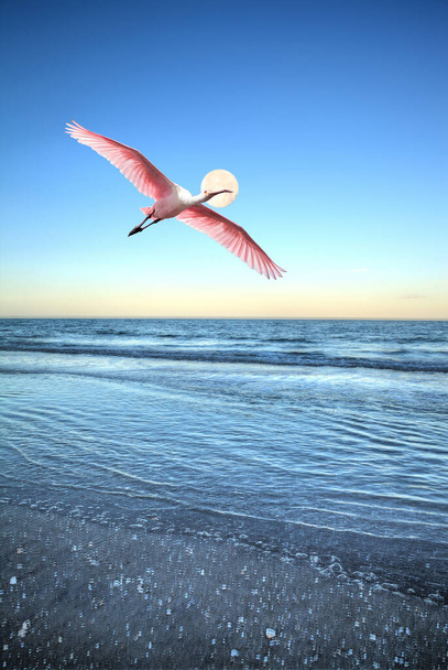 Roseate lusikka Platalea ajaja lentää meren yli täydenkuun rannikolla Napoli Beach Napolissa, Floridassa
. - Valokuva, kuva