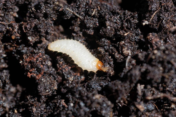 Larva of a weevil bug, Otiorhynchus, on garden soil. Otiorhynchus bugs are an important pest in gardens and farmland. - Φωτογραφία, εικόνα