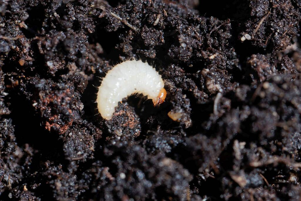Larva of a weevil bug, Otiorhynchus, on garden soil. Otiorhynchus bugs are an important pest in gardens and farmland. - Photo, Image