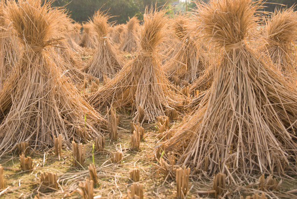 Harvested paddy on field horizontal - Photo, Image