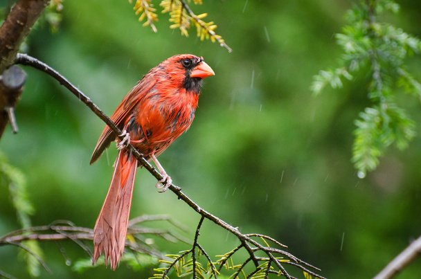 Northern Cardinal in the Rain - Photo, Image