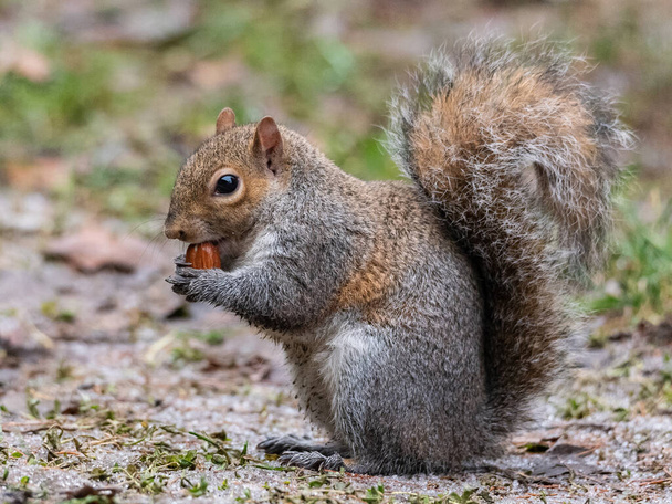 L'écureuil gris à la queue épaisse mange une arachide le tenant entre ses pattes avant
 - Photo, image