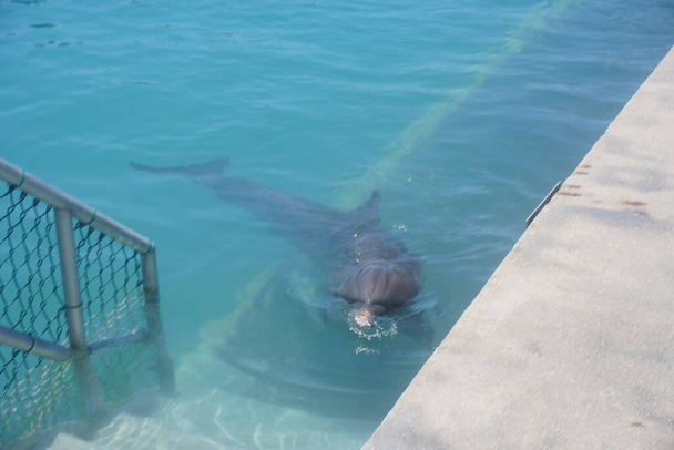 Delfin Karaibów Nassau, Bahamy, 4 czerwca 2019 Zdjęcie od: Marty Jean-Louis - Zdjęcie, obraz