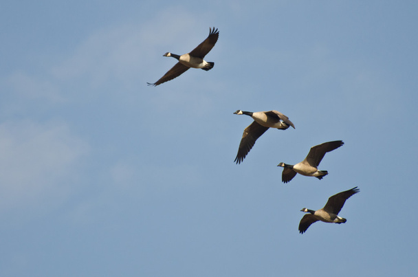 négy Kanada liba repül a kék ég - Fotó, kép
