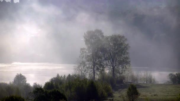 beautiful morning light over the forest and lake. thick fog covered with thick coniferous forest - 映像、動画