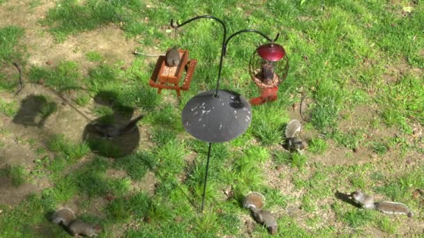 リスバッフルを装備した金属ポール上の2羽の鳥のフィーダーのトップビュー - 映像、動画