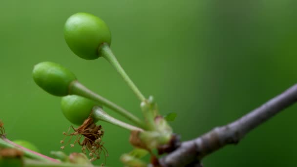 Unripe green cherries on cherry branch - Filmati, video