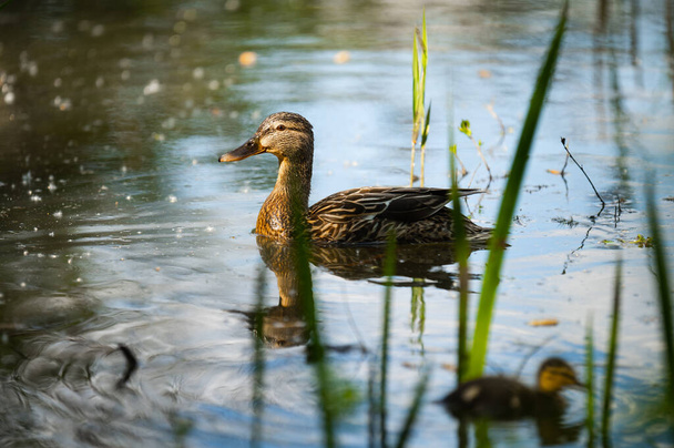 Mallard Duck, wild duck shooting outdoors - Fotografie, Obrázek