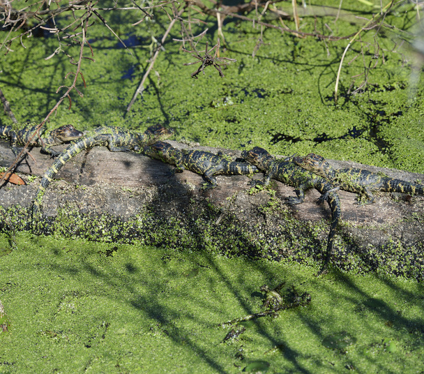 Alligatorbaby - Foto, Bild