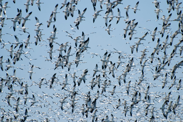 nagy nyájjal hó liba repülés - Fotó, kép