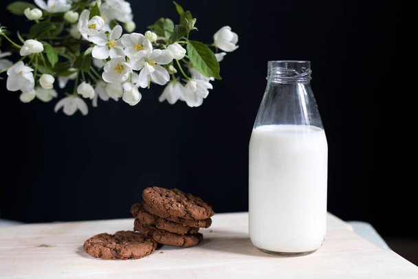 Bottle of milk with oatmeal cookies on a background of a dark blue wall on a white vintage wooden chair. Space for text. A branch of a blossoming apple tree - Фото, зображення