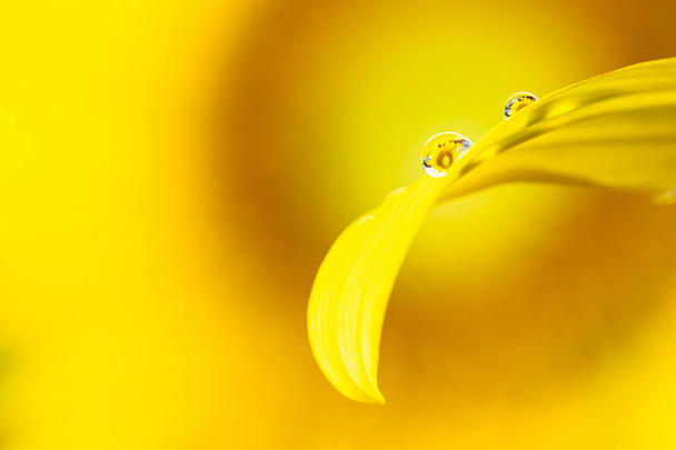 Reflection of the sunflower in the dew drop.A drop of water on the petal of a yellow sunflower close-up macro.  - 写真・画像