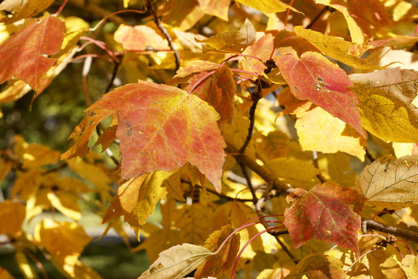 Nahaufnahme von hellem Herbstgold und roten Blättern an einem roten Ahornbaum, der Herbstfarben zeigt, mit Kopierraum - Foto, Bild