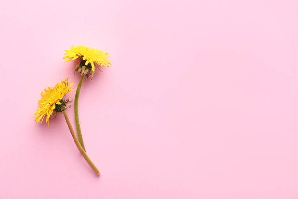 Fresh dandelion flowers on color background - Foto, Bild