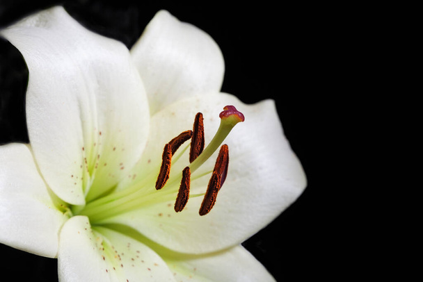 White lily flower extreme closeup on black background - Photo, Image