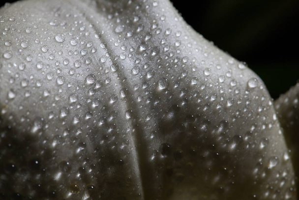 Extrémní makro detailní záběr kapek vody na bílém květu - Fotografie, Obrázek