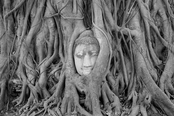 κεφάλι άγαλμα του Βούδα στο banyan δέντρο, Ταϊλάνδη - Φωτογραφία, εικόνα