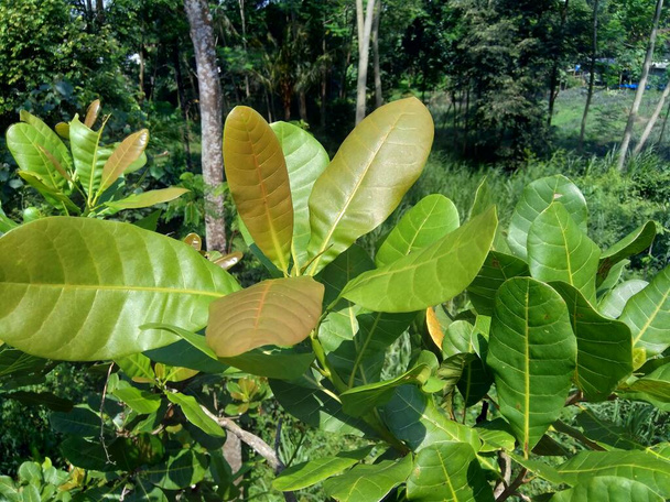 Le foglie di anacardio (Anacardium occidentale) con sfondo naturale
 - Foto, immagini