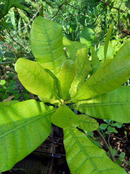 Кешью листья (Anacardium occidentale) с естественным фоном
 - Фото, изображение