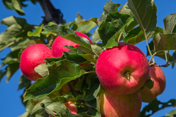 リンゴの庭には赤いりんごがいっぱい - 写真・画像