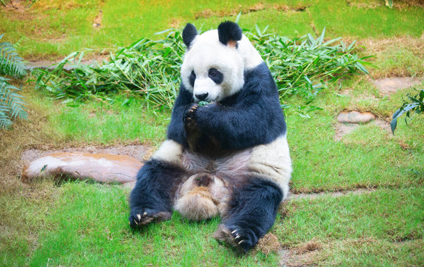 Giant panda bear eating bamboo leafs - Photo, Image