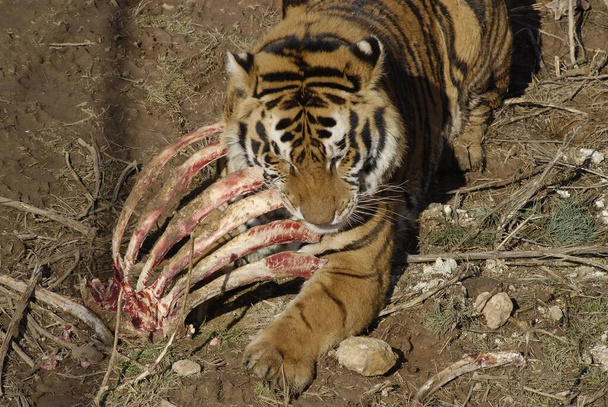 CAPE GIRARDEAU, UNITED STATES - Dec 23, 2008: Tiger in an enclosed sanctuary feeding on a carcass. - Foto, afbeelding