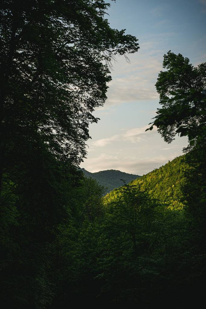 Piękny pionowy strzał zielonych drzew w lesie pod chmurnym niebem - Zdjęcie, obraz